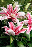 5 Oriental Mix Lily Flower Bulbs ready to plant Lily