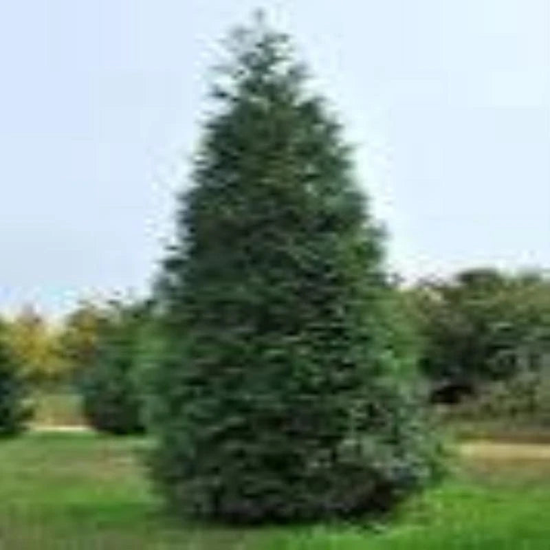 Green Giant Arborvitae, fast growing, privacy, five to 100 plants, FREE shipping Garden Plants