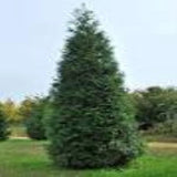 Green Giant Arborvitae, fast growing, privacy, five to 100 plants, FREE shipping Garden Plants