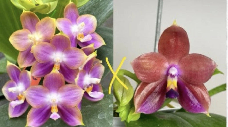 Purple and pink Phalaenopsis orchid flowers on green leaves, single stem bloom.