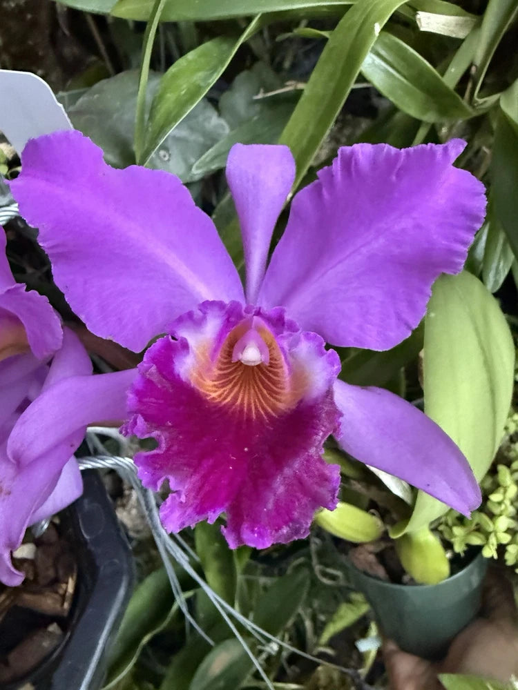 Purple and magenta Cattleya orchid flower with ruffled lip and yellow throat