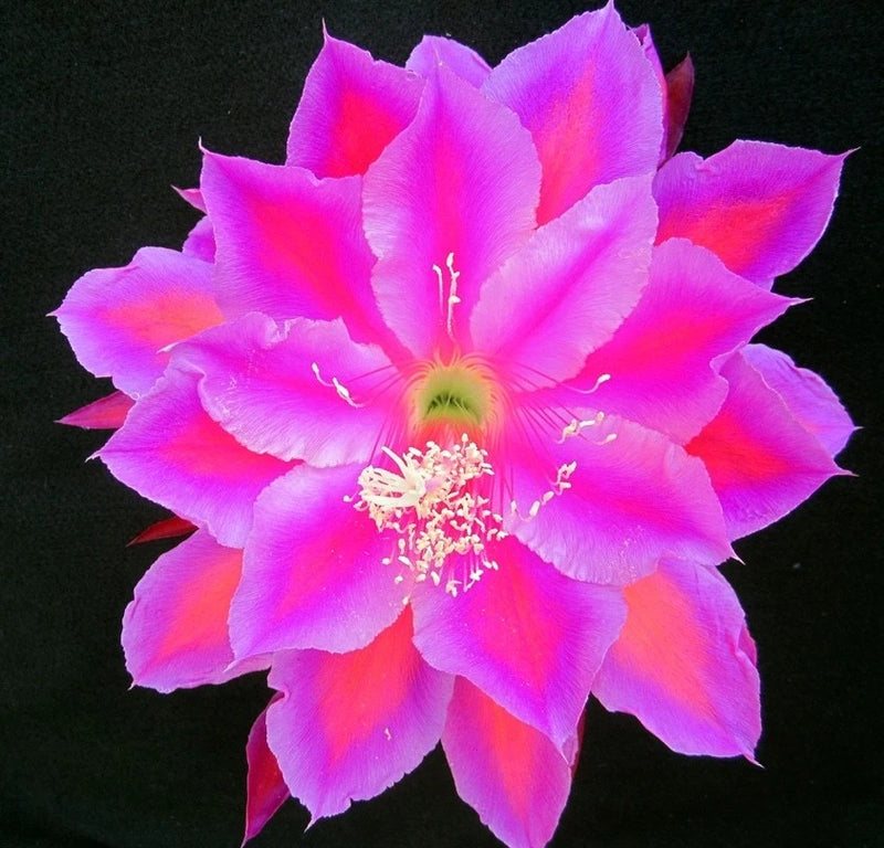 Pink and purple orchid cactus flower with ruffled petals and yellow center