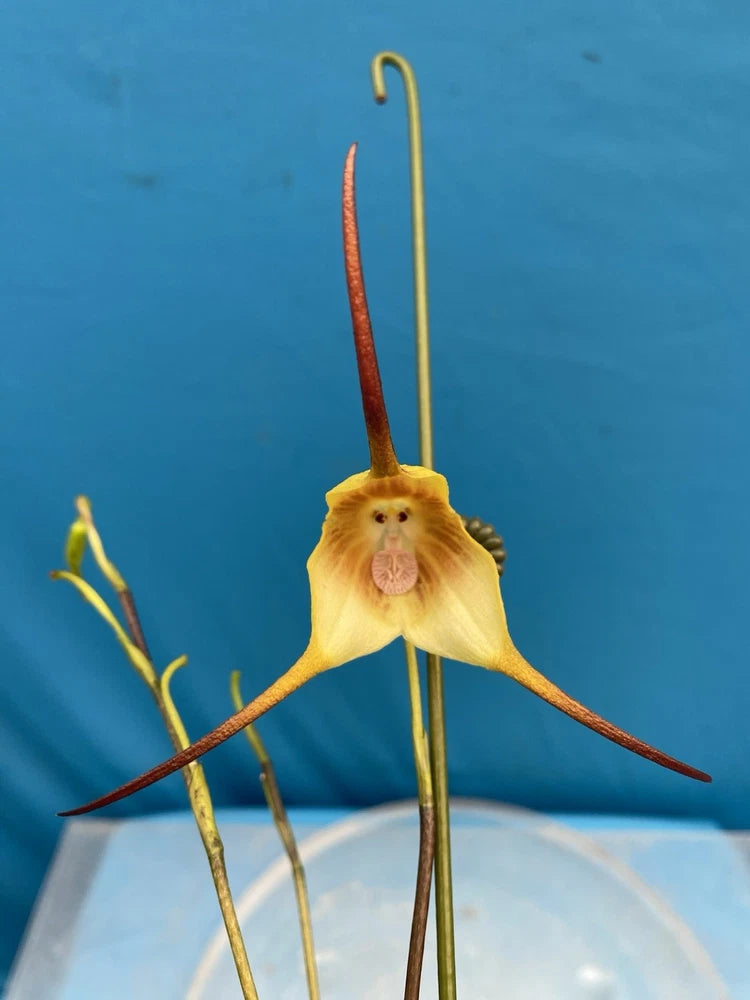 Yellow orchid bloom with pink lip and long branched stems