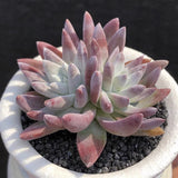 4CM Succulent Plant Dudleya Gnoma (2 Heads) Crassulaceae Home Garden Beautiful Garden Plants
