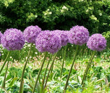 ONION ORNAMENTAL Allium Aflatunense - 50 Bulk Seeds Garden Plants