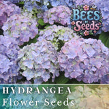 Royal Dream Hydrangea Seeds 85 or 250 Seeds Flower, Flower Seeds, Non GMO Hydrangea