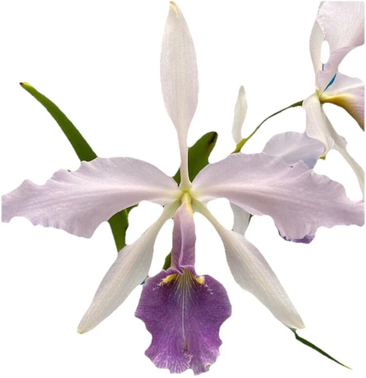 White orchid blooms with light purple center and green stems