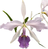 Cattleya Regina Coerulea ÔSuwadaÕ X Warscweczii Coerulea ÔOrchid ErosÕ 4ÓPot Orchids