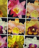 ORCHID PLANTS Cattleya 10 seedlings bare root no pot no ID surp Orchids