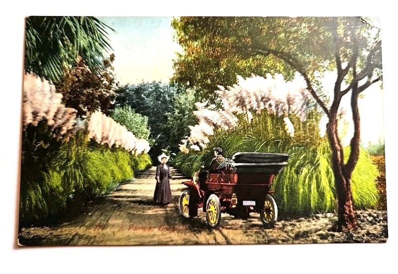 Postcard Vintage An Encounter Between A Pampas Grass Roadway A810 Pampas Grass
