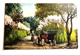 Postcard Vintage An Encounter Between A Pampas Grass Roadway A810 Pampas Grass