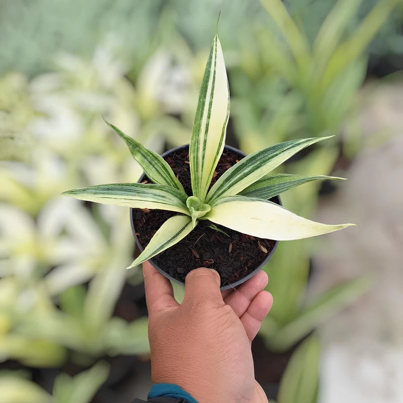 Sansevieria Beauty Sensation Variegated Rare Uniqe Snake Plant Green Plant