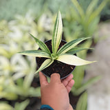 Sansevieria Beauty Sensation Variegated Rare Uniqe Snake Plant Green Plant