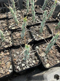 RareSucculent Plant Euphorbia schizacantha Garden DŽcor selfroot 1PCS Garden Plants