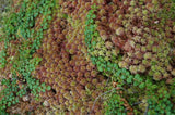 RED SPHAGNUM MOSS FRESH 1 GALLON BAGS 5 LBS FOR TERRARIUM BOG GARDEN CARIVOR Garden Plants