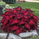 25+ Superfine Rainbow Volcano Coleus Seeds for Garden - USA - FREE SHIPPING! Garden Plants