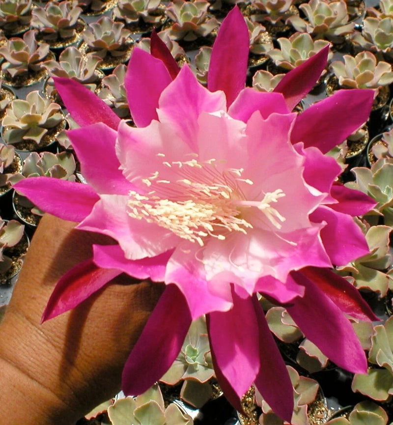 Pink orchid cactus flower with wide petals and yellow stamen on succulent foliage