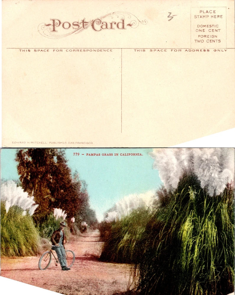 Vintage California Pampas Grass CA Postcard Unused 51029 Pampas Grass