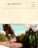 Vintage California Pampas Grass CA Postcard Unused 51029 Pampas Grass