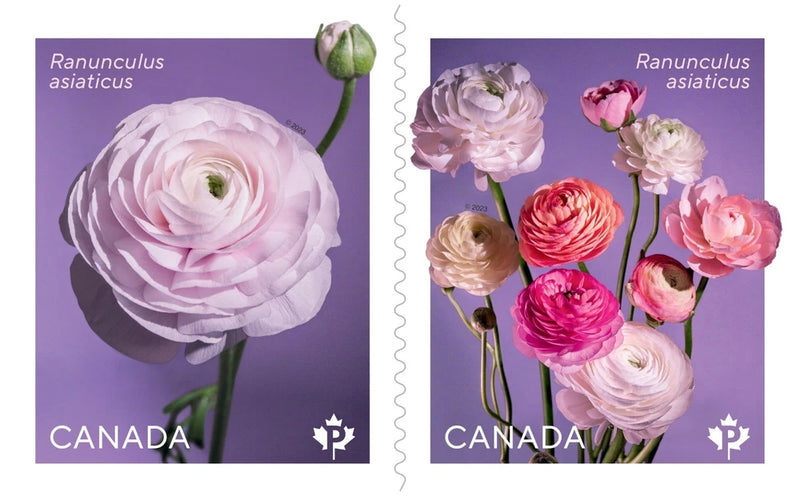 Canada __ Stamp - Booklet of 10 - 2023, RANUNCULUS RENONCULE # 3376 BK 809 MNH Ranunculus