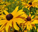 BLACK EYED SUSAN Rudbeckia Hirta - 20,000 Bulk Seeds Daisies