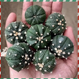 $20.10 Garden Plants