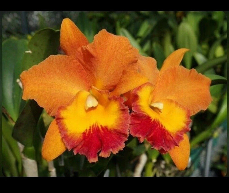 Orange and yellow orchid with red fringed lip, close-up flower heads
