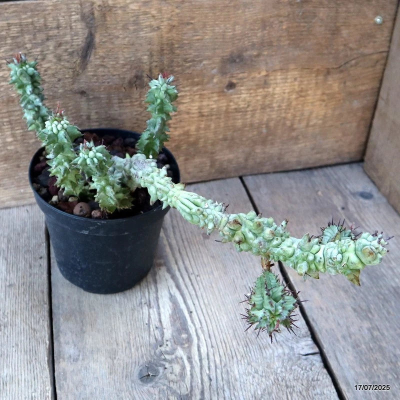 D5342 EUPHORBIA HORRIDA MONSTER pot14-H29-W15 cm MaMa Cactus Green Plant