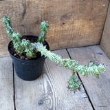 D5342 EUPHORBIA HORRIDA MONSTER pot14-H29-W15 cm MaMa Cactus Green Plant