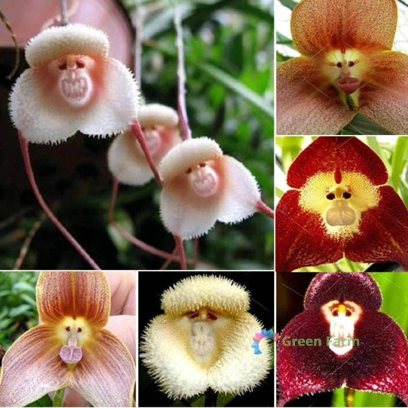 50 Seeds Monkey Face Orchid Rare Flowers Type Peculiar Beautiful Home Gardening Green Plant