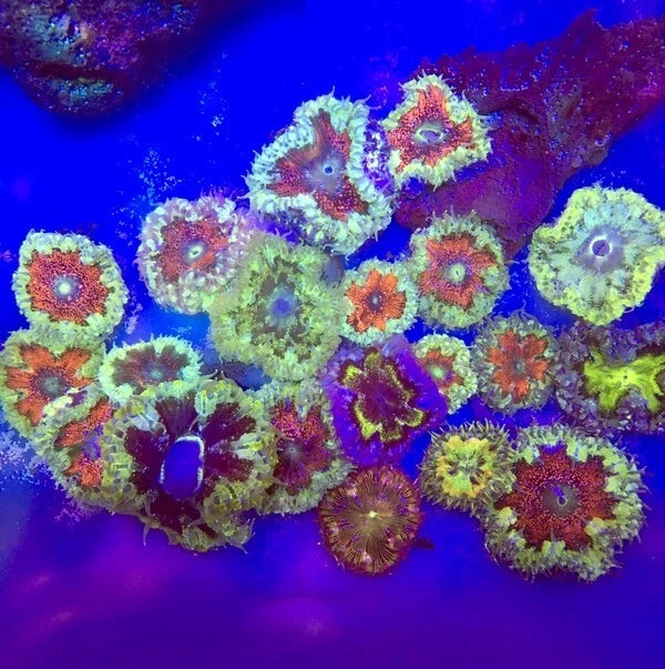 Rock Flower Anemone (1.5Ó) ultra Color 5 pack Anemone