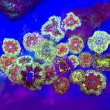Rock Flower Anemone (1.5Ó) ultra Color 5 pack Anemone