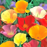 400+ CALIFORNIA POPPY SPRING MIX SEEDS  DEER RESISTANT WILDFLOWERS HUMMINGBIRDS Garden Plants