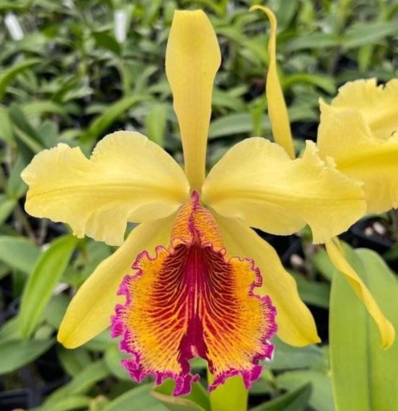 Near-bloom yellow orchid with maroon fuchsia center and ruffled lip