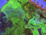 Pacific Islands Mini Max Carpet Anemone 2
