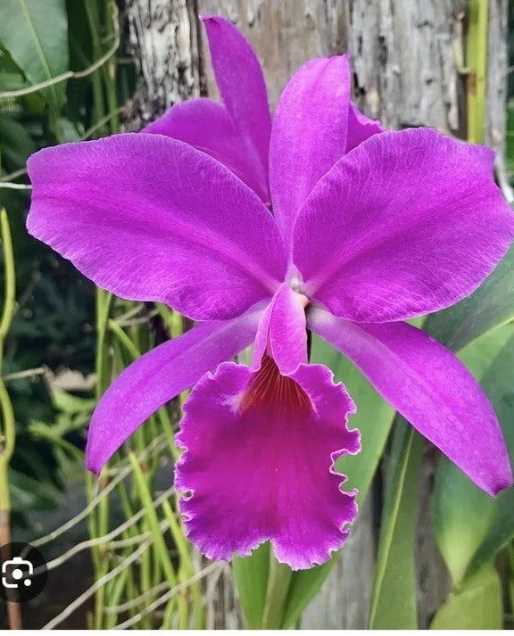 Purple Cattleya orchid flower with ruffled magenta lip and broad petals