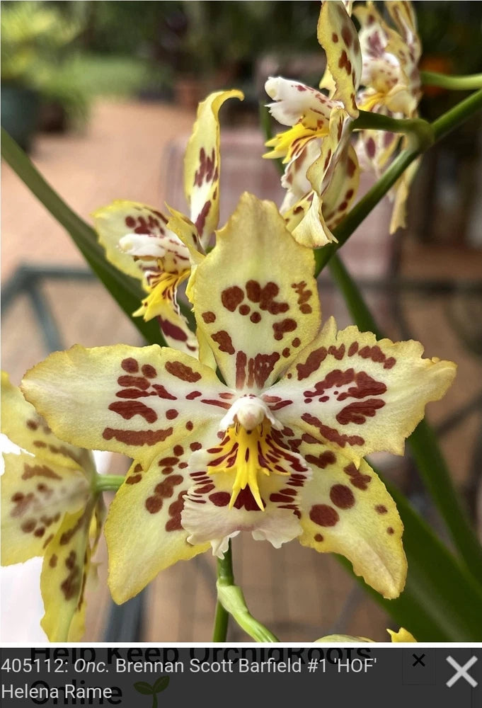 Yellow orchid bloom with maroon spots and white center