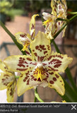 Wilsonara Brennan Scott Barfield 'HOF #1' blooming size intergeneric oncidium Orchids