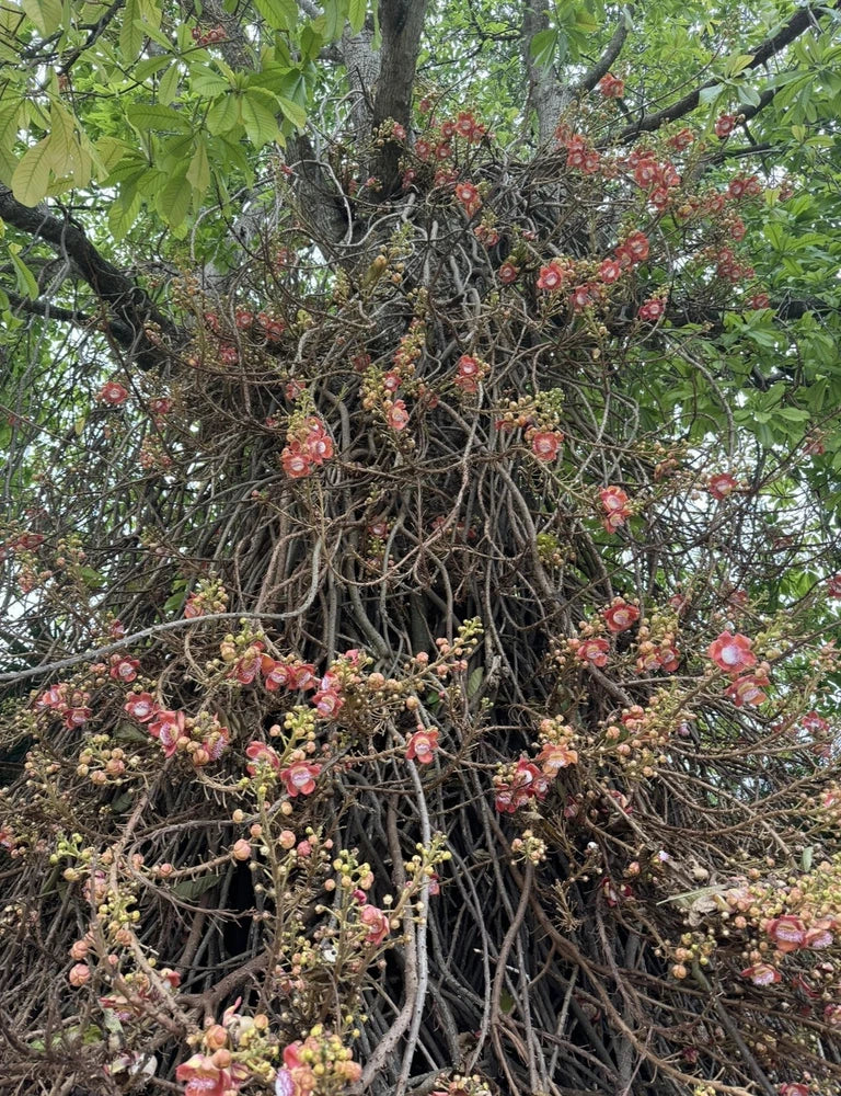 RARE Cannonball tree - Couroupita guianensis - Ayahuma FRAGRANT LIVE PLANT Flowering Plants