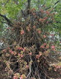 RARE Cannonball tree - Couroupita guianensis - Ayahuma FRAGRANT LIVE PLANT Flowering Plants