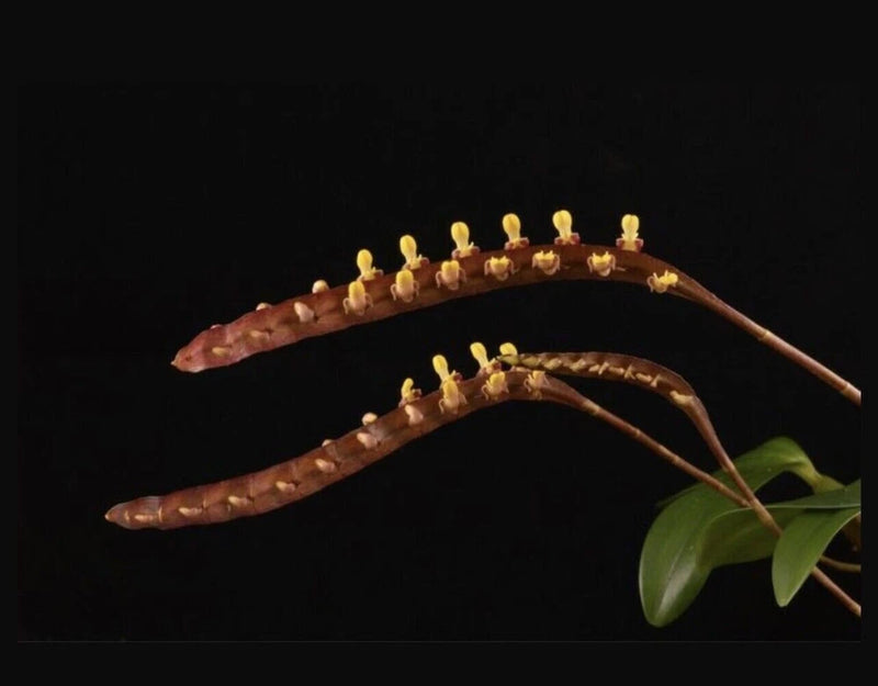 Orchid flower spike with arching brown stems, clustered yellow buds, and green leaves