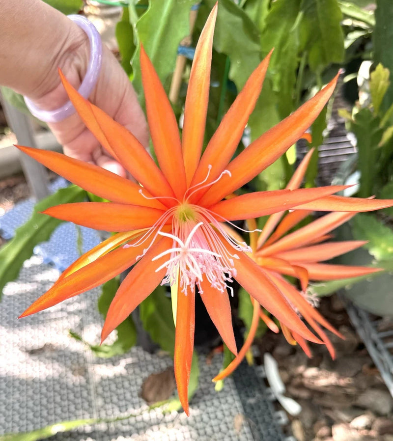 Orange epiphyllum orchid cactus flower with long pointed petals