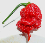 A+ CAROLINA REAPER Pepper seeds Instructions Incl-d 2024 CROP WORLD HOTTEST! Garden Plants