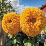 50pcs Yellow Enchanting Giant Teddy Bear Sunflower Seeds Ð Fluffy Double Blooms Sunflower