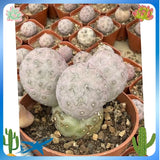 Multi heads Succulent Cactus Plant Tephrocactus Geometricus (3-Head) Home Garden Garden Plants
