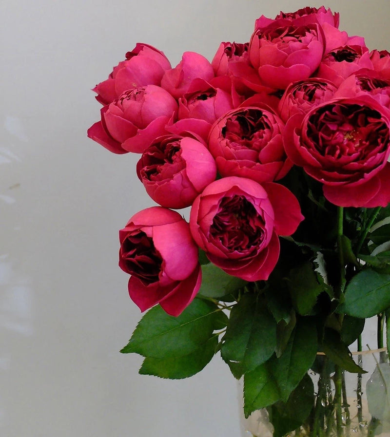 Deep pink shrub roses with dark red centers and green leaves on stems