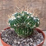 D7288 ECHINOFOSSULOCACTUS LAMELLOSUS CRESTED pot10-H7-W8 cm MaMa Cactus Green Plant