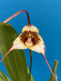 Dracula gorgonella Rose Red Pink Ivory Spots Orchid Species Divisions 1.5Ó Pot Orchids