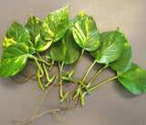 Golden Pothos cuttings with strong roots .10 leaves with roots Air purifier Green Plant