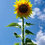 Skyscraper Sunflower Seeds 25+ Helianthus Annuus Flower Garden USA FREE S&H Garden Plants